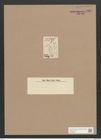Navicula sp. (de-Toni-Nr.: Genus 1) Zeichnungen Sammlung Grunow Nr. 1387 (NHMW-BOT-W0368350)